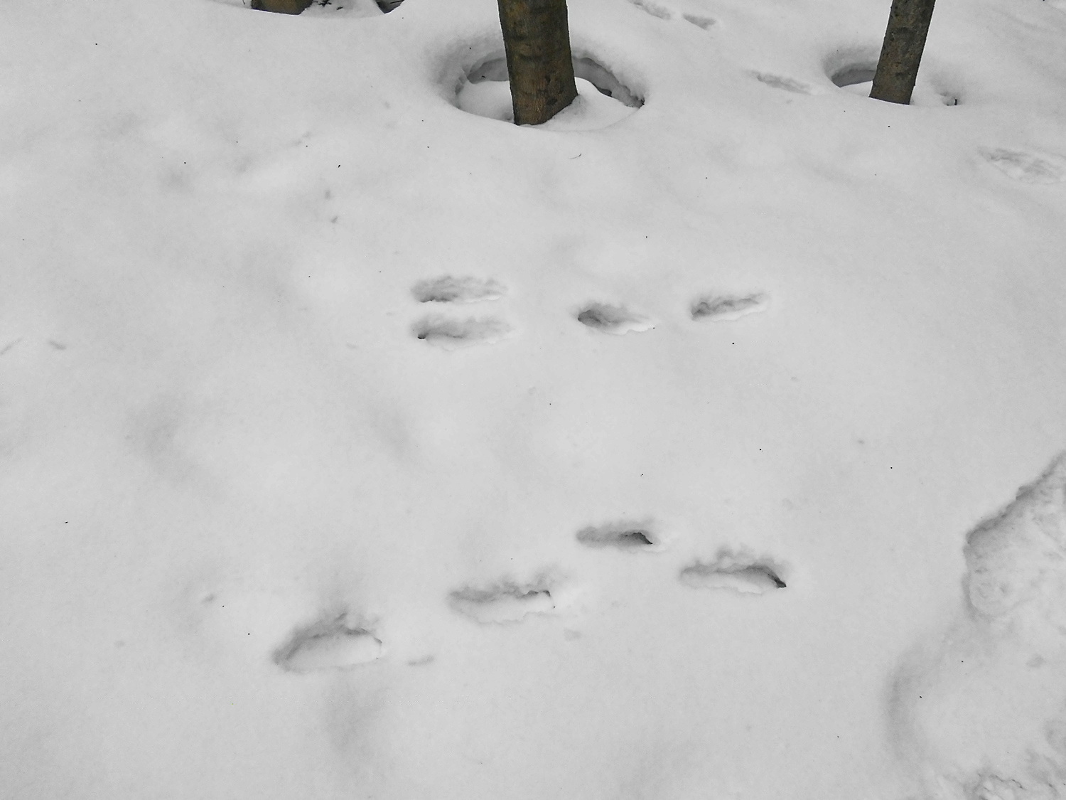 След зайца на снегу 5. Следы зайца беляка. Заячьи следы. Заячьи следы заворачивали. Следы зайца Ленинградской области.